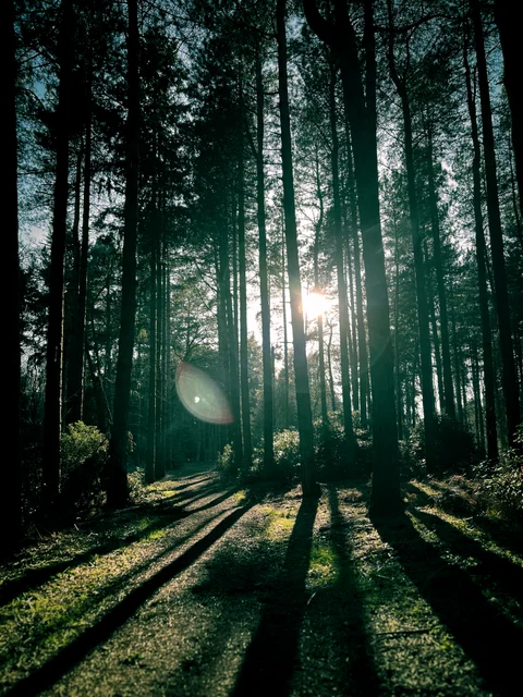 Sunlight filters through tall, dark tree trunks and casts long shadows across a forest floor.